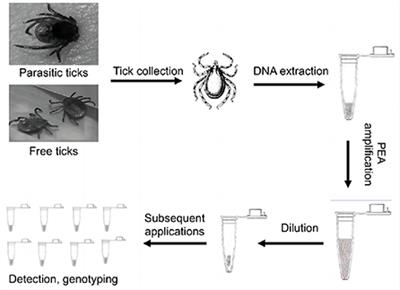 A Phi29-based unbiased exponential amplification and genotyping approach improves pathogen detection in tick samples